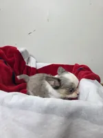 Akc Anna, a female Chihuahua for sale in Morganton, NC – 5 of 5