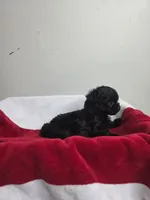 Midnight, a female Chihuahua and Poodle - Miniature  for sale in Morganton, NC – 4 of 6