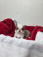 Akc Anna, a female Chihuahua for sale in Morganton, NC – 4 of 5