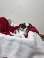 Akc Bruno, a male Chihuahua for sale in Morganton, NC – 5 of 6