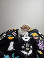 Akc Abra, a female Chihuahua for sale in Morganton, NC – 2 of 10