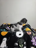Akc Bruno, a male Chihuahua for sale in Morganton, NC – 3 of 8