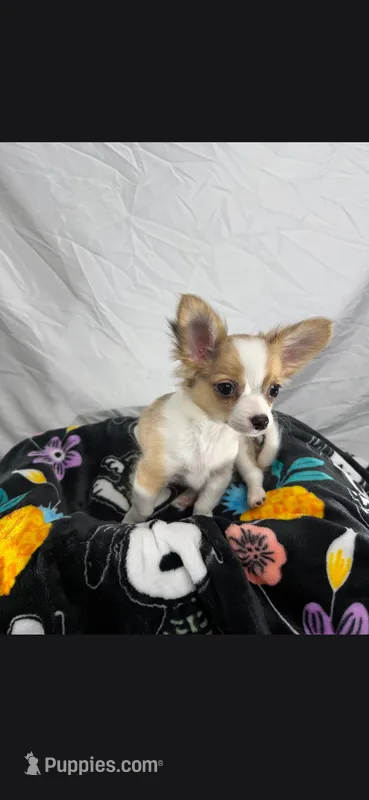 Akc Buster – Chihuahua puppy for sale in Morganton, NC