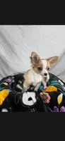 Akc Buster, a male Chihuahua for sale in Morganton, NC – 1 of 8
