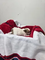Akc Abra, a female Chihuahua for sale in Morganton, NC – 2 of 6