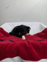 Madison, a female Chihuahua and Poodle - Miniature  for sale in Morganton, NC – 4 of 6
