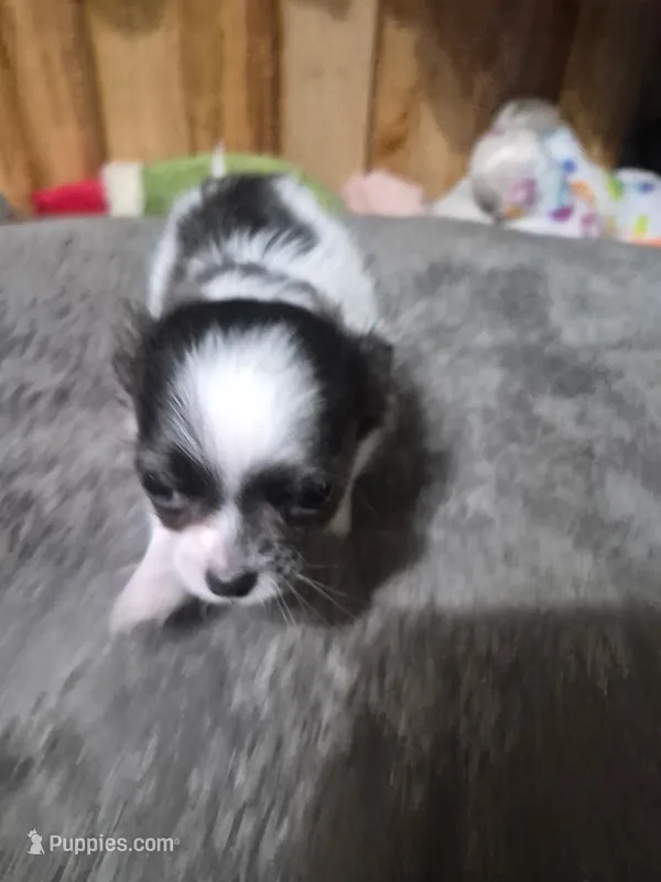 Akc Bruno – Chihuahua puppy for sale in Morganton, NC