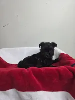 Midnight, a female Chihuahua and Poodle - Miniature  for sale in Morganton, NC – 5 of 6