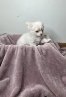 Akc Jolly, a male Chihuahua for sale in Morganton, NC – Photo 7 of 10