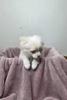 Akc Jolly, a male Chihuahua for sale in Morganton, NC – Photo 4 of 10