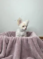 Akc Jolly, a male Chihuahua for sale in Morganton, NC – Photo 9 of 10