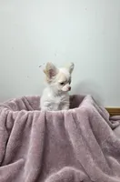 Akc Jolly, a male Chihuahua for sale in Morganton, NC – Photo 10 of 10