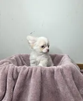 Akc Jolly, a male Chihuahua for sale in Morganton, NC – Photo 5 of 10