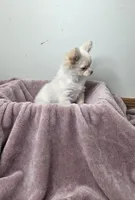 Akc Jolly, a male Chihuahua for sale in Morganton, NC – Photo 6 of 10