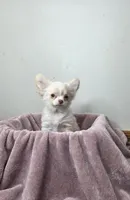 Akc Jolly, a male Chihuahua for sale in Morganton, NC – Photo 8 of 10