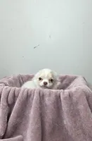 Akc Jolly, a male Chihuahua for sale in Morganton, NC – Photo 3 of 10