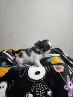Akc Bruno, a male Chihuahua for sale in Morganton, NC – 2 of 8