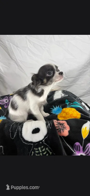 Akc Bruno – Chihuahua puppy for sale in Morganton, NC