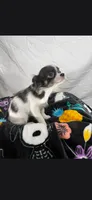 Akc Bruno, a male Chihuahua for sale in Morganton, NC – 1 of 8