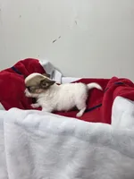 Akc Abra, a female Chihuahua for sale in Morganton, NC – 4 of 6