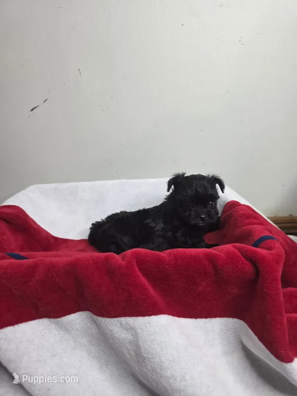 Midnight – Chihuahua, Poodle - Miniature  puppy for sale in Morganton, NC