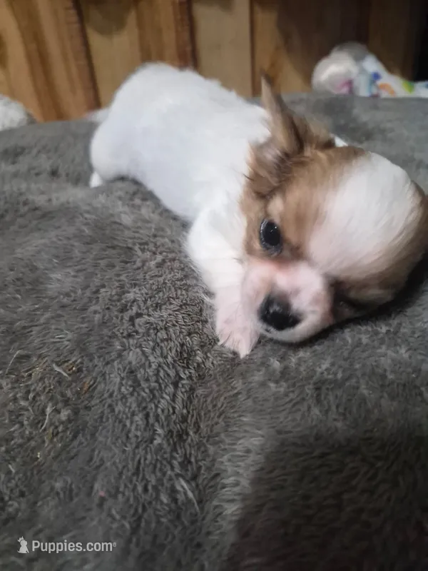 Akc Abra – Chihuahua puppy for sale in Morganton, NC