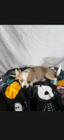 Akc Buster, a male Chihuahua for sale in Morganton, NC – 3 of 8