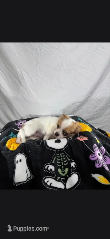 Akc Abra – Chihuahua puppy for sale in Morganton, NC