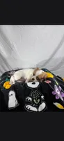 Akc Abra, a female Chihuahua for sale in Morganton, NC – 1 of 10