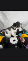 Akc Bruno, a male Chihuahua for sale in Morganton, NC – 6 of 8