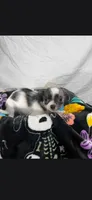 Akc Bruno, a male Chihuahua for sale in Morganton, NC – 7 of 8