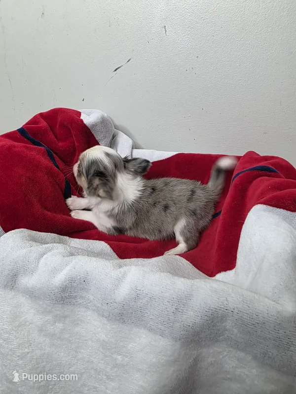 Akc Anna – Chihuahua puppy for sale in Morganton, NC