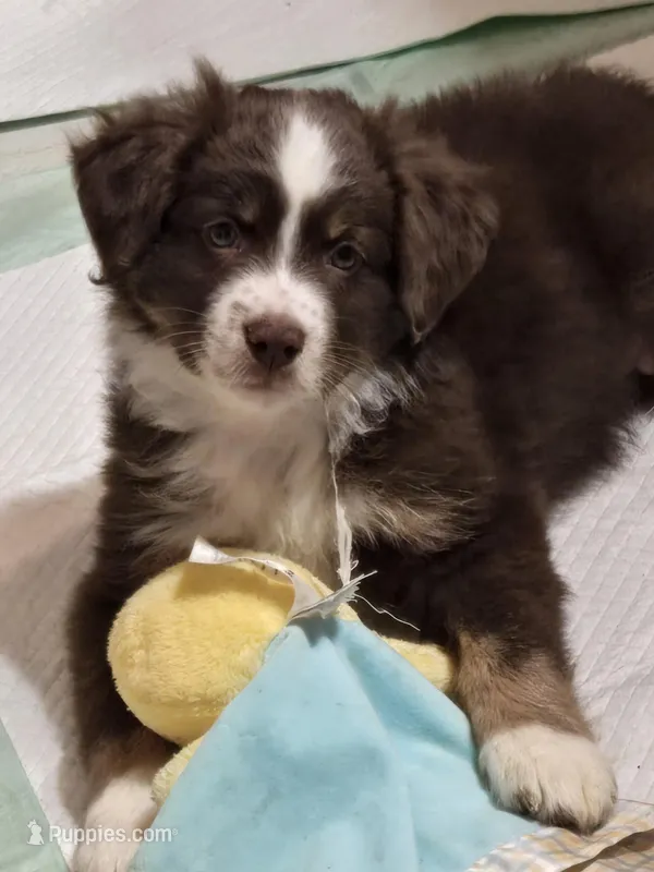 Old man, a male Miniature Australian Shepherd for sale in Samson, AL – Photo 1 of 1