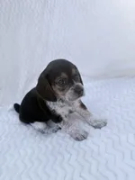 Pocket Beagle Female 3, a female Beagle for sale in Gentry, AR – 4 of 5