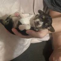 Pocket Beagle Sam, a male Beagle for sale in Gentry, AR – Photo 2 of 2