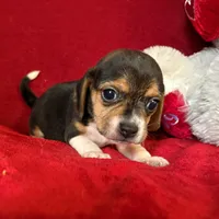 Pocket Beagle Sam, a male Beagle for sale in Gentry, AR – Photo 1 of 2