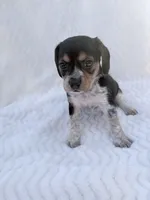 Pocket Beagle Female 4, a female Beagle for sale in Gentry, AR – 3 of 5
