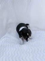 Pocket Beagle female 2, a female Beagle for sale in Gentry, AR – 5 of 5