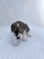 Pocket Beagle female 2, a female Beagle for sale in Gentry, AR – 2 of 5