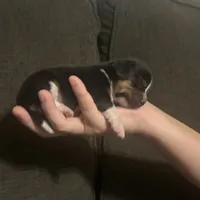 Pocket Beagle Bitsy, a female Beagle for sale in Gentry, AR – Photo 2 of 2