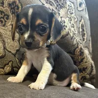 Pocket Beagle Bitsy, a female Beagle for sale in Gentry, AR – Photo 1 of 2