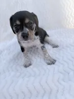 Pocket Beagle Female 4, a female Beagle for sale in Gentry, AR – 4 of 5