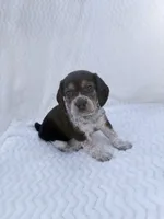 Pocket Beagle Female 3, a female Beagle for sale in Gentry, AR – 3 of 5