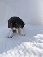 Pocket Beagle Female 1, a female Beagle for sale in Gentry, AR – 2 of 4