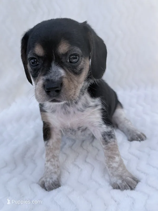 Pocket Beagle Female 4 – Beagle puppy for sale in Gentry, AR