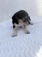 Pocket Beagle Female 4, a female Beagle for sale in Gentry, AR – 2 of 5