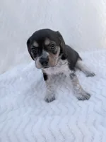 Pocket Beagle Female 4, a female Beagle for sale in Gentry, AR – 5 of 5