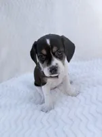 Pocket Beagle female 2, a female Beagle for sale in Gentry, AR – 3 of 5