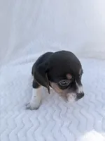 Pocket Beagle Female 1, a female Beagle for sale in Gentry, AR – 3 of 4