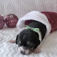 Pocket Beagle Arie, a female Beagle for sale in Gentry, AR – Photo 4 of 4